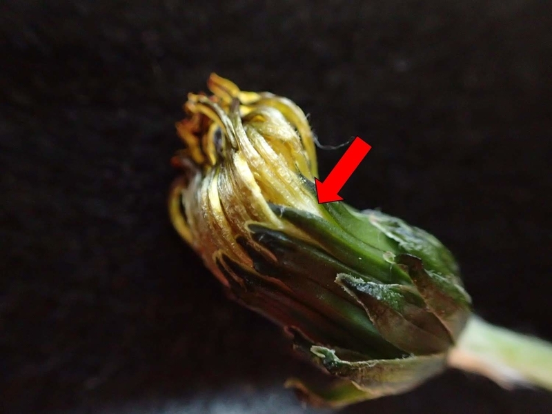 f:id:ziyukenkyu_Lab:20200602121445j:plain f:id:ziyukenkyu_Lab:20200602121445j:plain