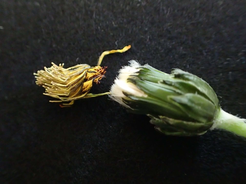 f:id:ziyukenkyu_Lab:20200602121452j:plain f:id:ziyukenkyu_Lab:20200602121452j:plain
