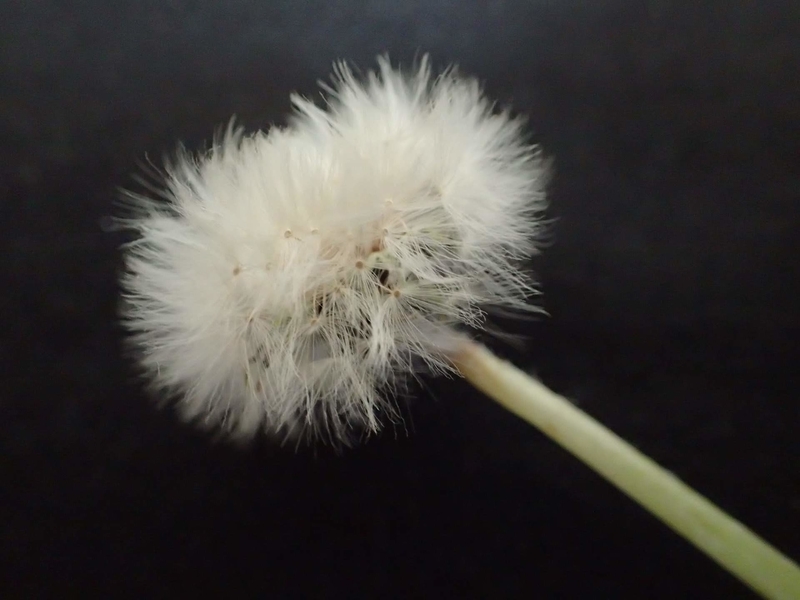 f:id:ziyukenkyu_Lab:20200602121506j:plain f:id:ziyukenkyu_Lab:20200602121506j:plain