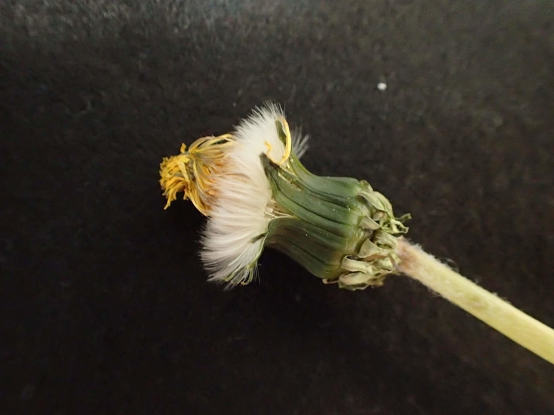 f:id:ziyukenkyu_Lab:20200602121518j:plain f:id:ziyukenkyu_Lab:20200602121518j:plain