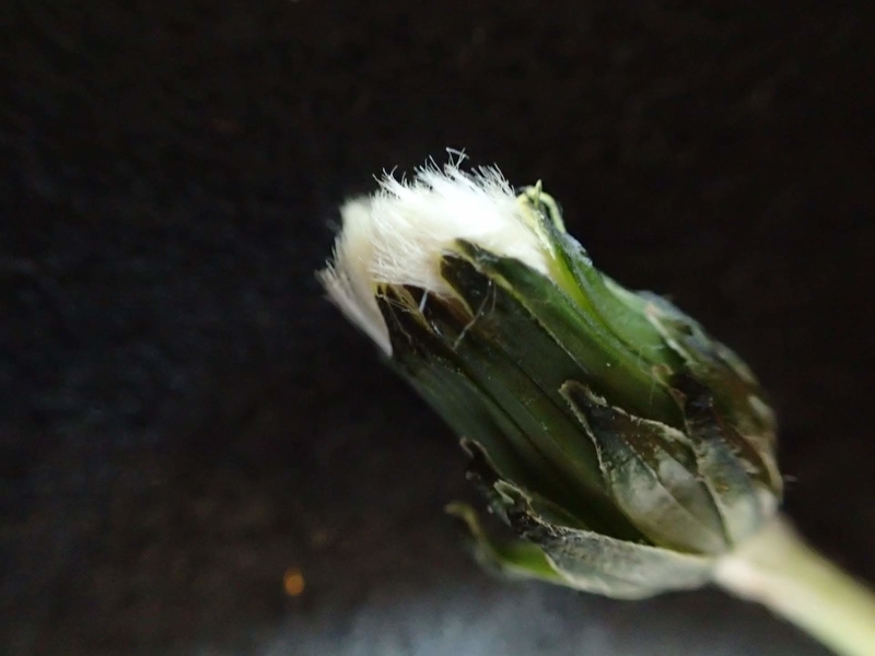 f:id:ziyukenkyu_Lab:20200602121523j:plain f:id:ziyukenkyu_Lab:20200602121523j:plain