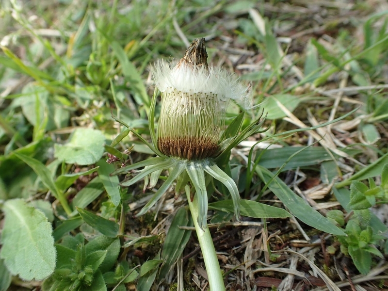 f:id:ziyukenkyu_Lab:20200602121530j:plain f:id:ziyukenkyu_Lab:20200602121530j:plain