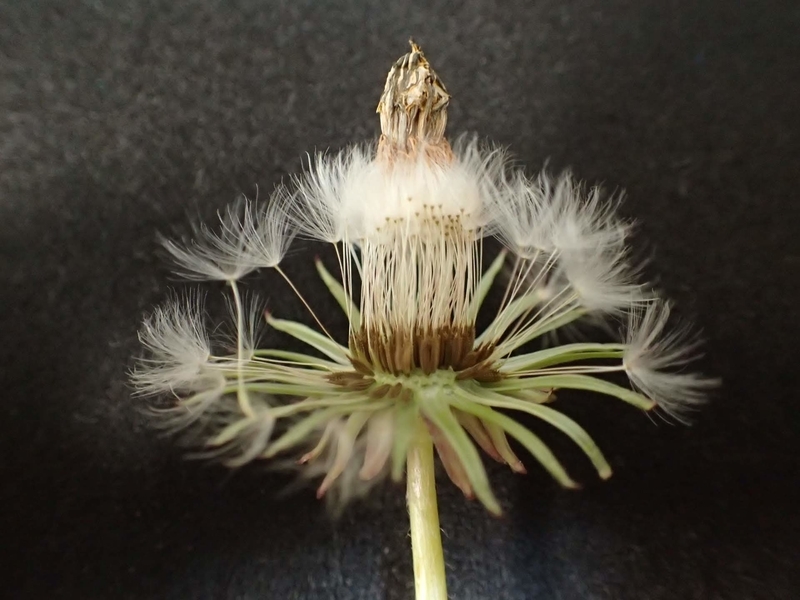f:id:ziyukenkyu_Lab:20200602121542j:plain f:id:ziyukenkyu_Lab:20200602121542j:plain