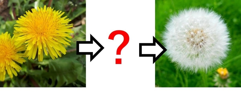 f:id:ziyukenkyu_Lab:20200602121552j:plain f:id:ziyukenkyu_Lab:20200602121552j:plain