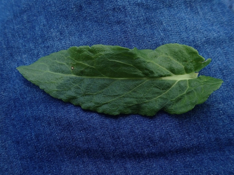 f:id:ziyukenkyu_Lab:20200604153200j:plain f:id:ziyukenkyu_Lab:20200604153200j:plain