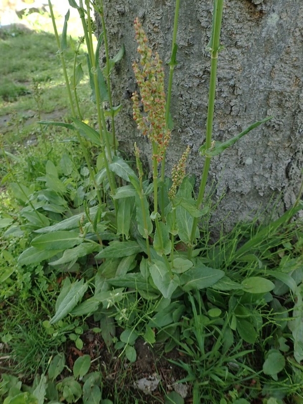 f:id:ziyukenkyu_Lab:20200604153223j:plain f:id:ziyukenkyu_Lab:20200604153223j:plain