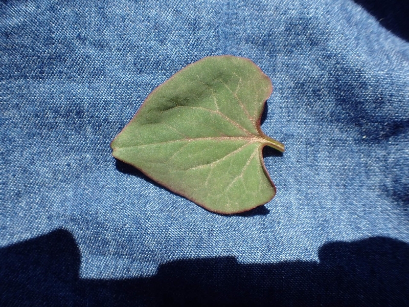 f:id:ziyukenkyu_Lab:20200604153245j:plain f:id:ziyukenkyu_Lab:20200604153245j:plain