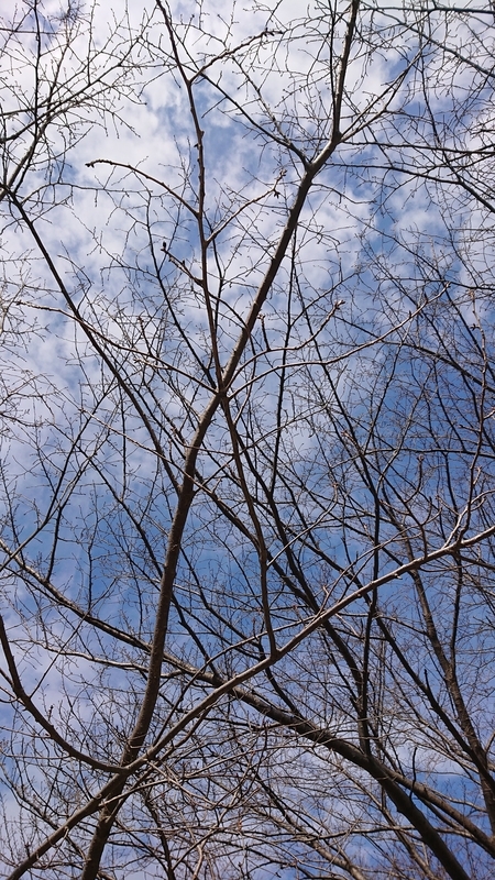f:id:ziyukenkyu_Lab:20200606162246j:plain f:id:ziyukenkyu_Lab:20200606162246j:plain