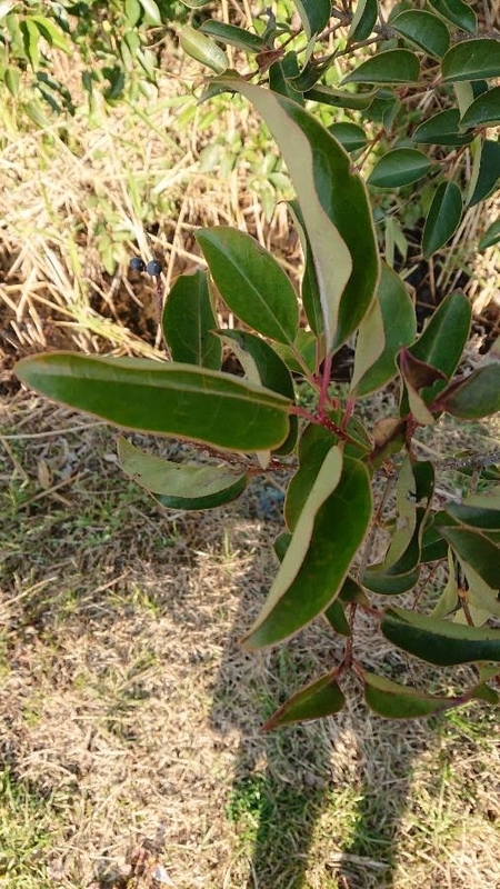 f:id:ziyukenkyu_Lab:20200617102103j:plain f:id:ziyukenkyu_Lab:20200617102103j:plain