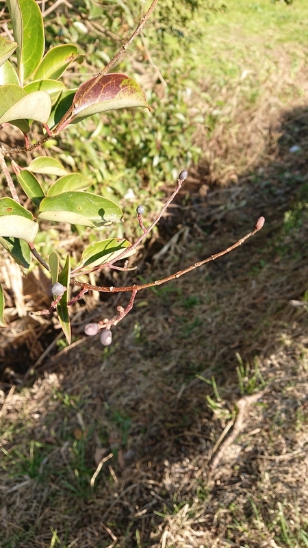 f:id:ziyukenkyu_Lab:20200617102109j:plain f:id:ziyukenkyu_Lab:20200617102109j:plain
