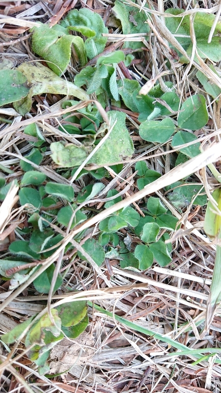f:id:ziyukenkyu_Lab:20200617102125j:plain f:id:ziyukenkyu_Lab:20200617102125j:plain