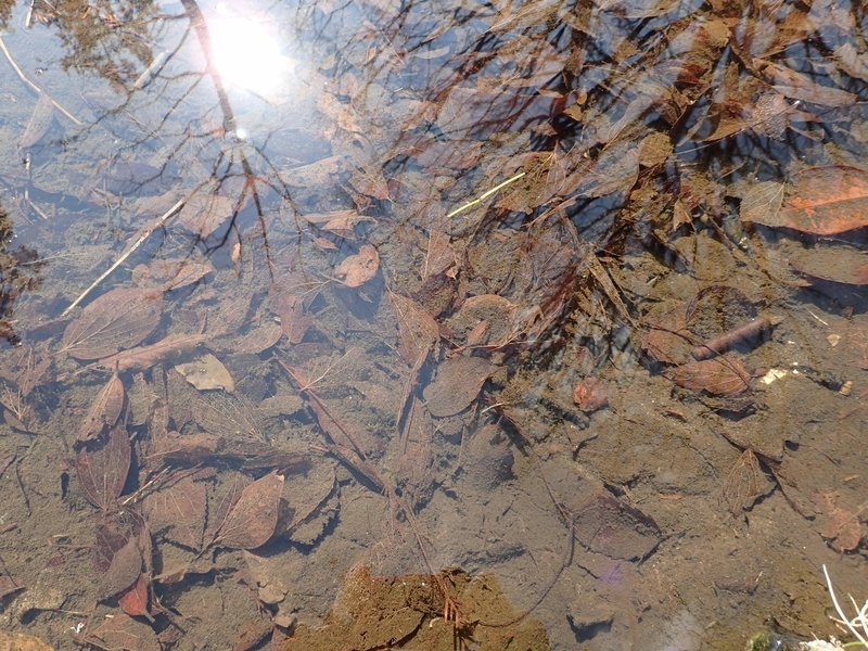 f:id:ziyukenkyu_Lab:20200625161853j:plain f:id:ziyukenkyu_Lab:20200625161853j:plain