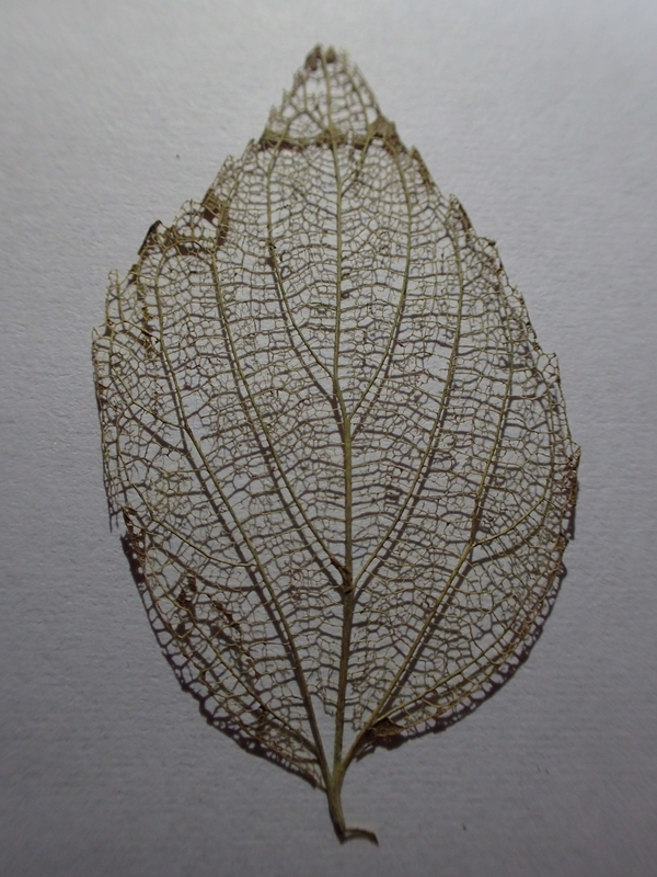 f:id:ziyukenkyu_Lab:20200625162038j:plain f:id:ziyukenkyu_Lab:20200625162038j:plain