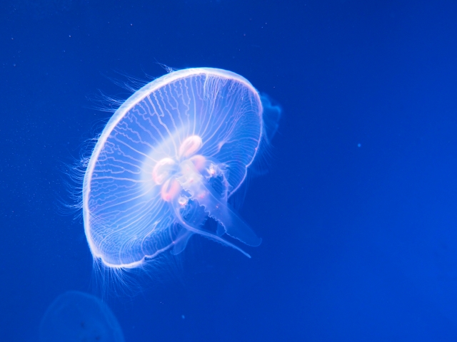 f:id:ziyukenkyu_Lab:20200630092734j:plain f:id:ziyukenkyu_Lab:20200630092734j:plain