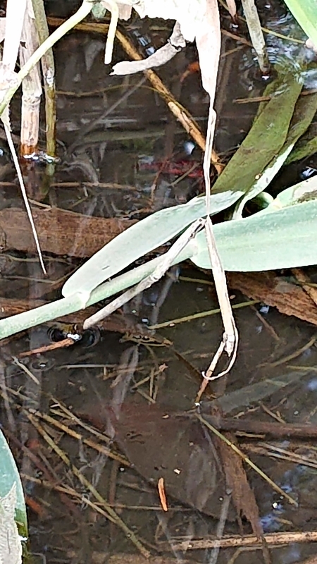 f:id:ziyukenkyu_Lab:20200705104819j:plain f:id:ziyukenkyu_Lab:20200705104819j:plain