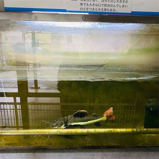 f:id:zizichan1103:20200121223950j:image