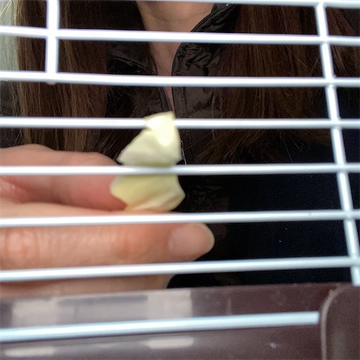 f:id:zizichan1103:20200410121052j:image