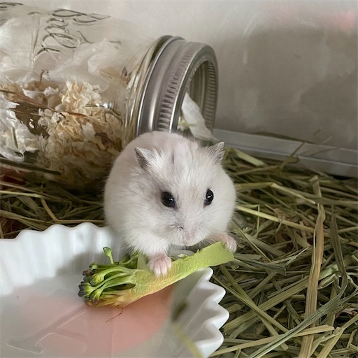 f:id:zizichan1103:20200420152514j:image