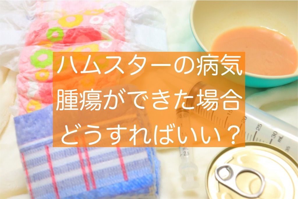 f:id:zizichan1103:20210520133358j:image f:id:zizichan1103:20210520133358j:image