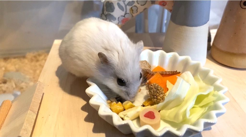 ハムスターに腫瘍ができる原因と対処方法 元気でも手術した方がいいの 旅好きアラサー女子の世界一周ブログ