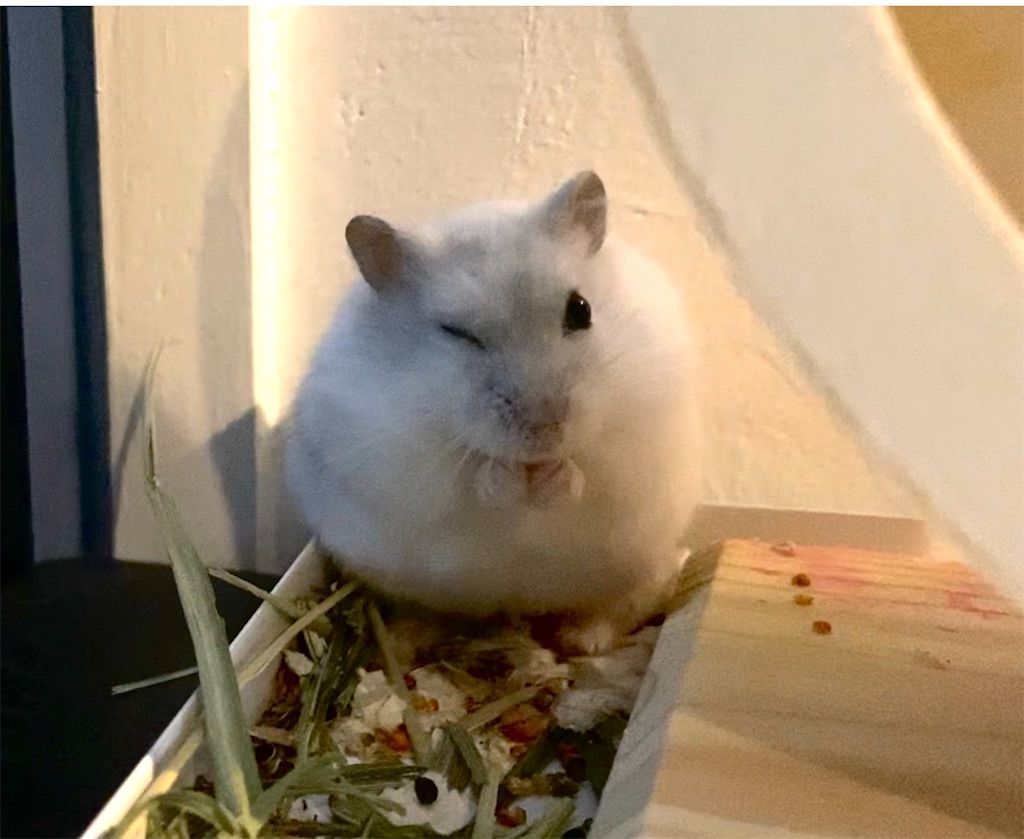 ハムスターに腫瘍ができる原因と対処方法 元気でも手術した方がいいの 旅好きアラサー女子の世界一周ブログ