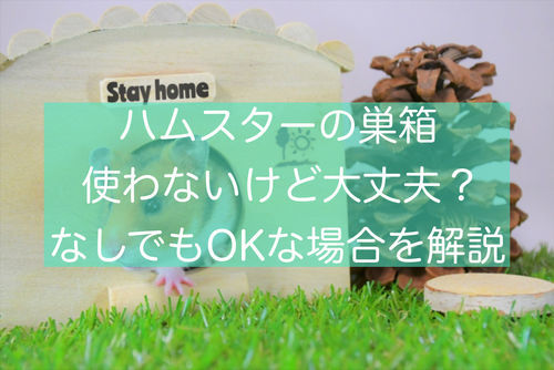 ハムスター巣箱なしでも大丈夫 ハウスの外で寝る理由とは 旅好きアラサー女子の世界一周ブログ