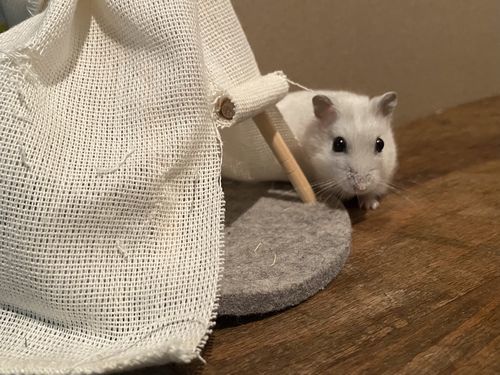 ハムスターに散歩は必要 部屋んぽする時間や頻度 注意点を解説 旅好きアラサー女子の世界一周ブログ