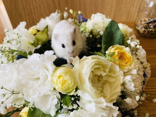 ハムスター死んだらどうする 火葬 埋葬 プランター葬やり方まとめ 旅好きアラサー女子の世界一周ブログ