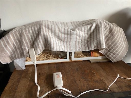 実例あり ハムスターヒーターのおすすめ紹介 置き方 温度調整 代用品まとめ 旅好きアラサー女子の世界一周ブログ 実例あり ハムスターヒーターのおすすめ紹介 置き方 温度調整 代用品まとめ 旅好きアラサー女子の世界一周ブログ
