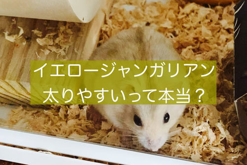 イエロージャンガリアンは太りやすい プディングハムスターの性格 飼い方まとめ 旅好きアラサー女子の世界一周ブログ