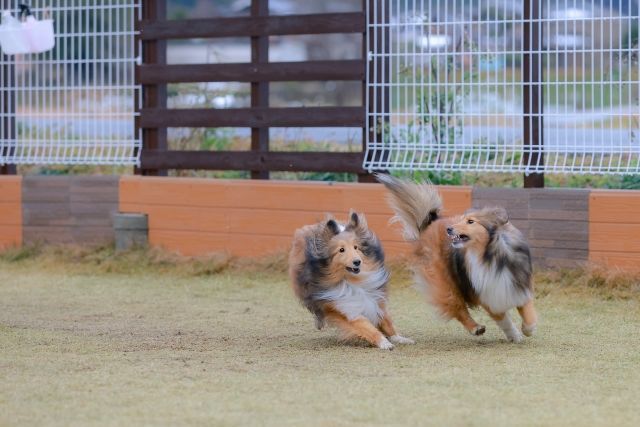 f:id:zizichan1103:20220324182203j:plain