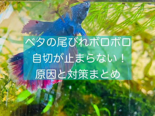 ベタの自切が止まらない 尾びれがボロボロになる原因と対処方法4選 旅好きアラサー女子の世界一周ブログ ベタの自切が止まらない 尾びれがボロボロになる原因と対処方法4選 旅好きアラサー女子の世界一周ブログ