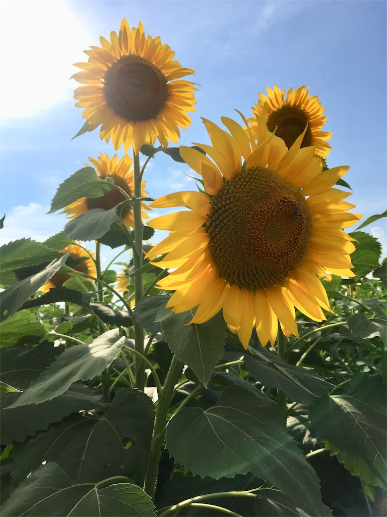 f:id:znyan:20180730204301j:image