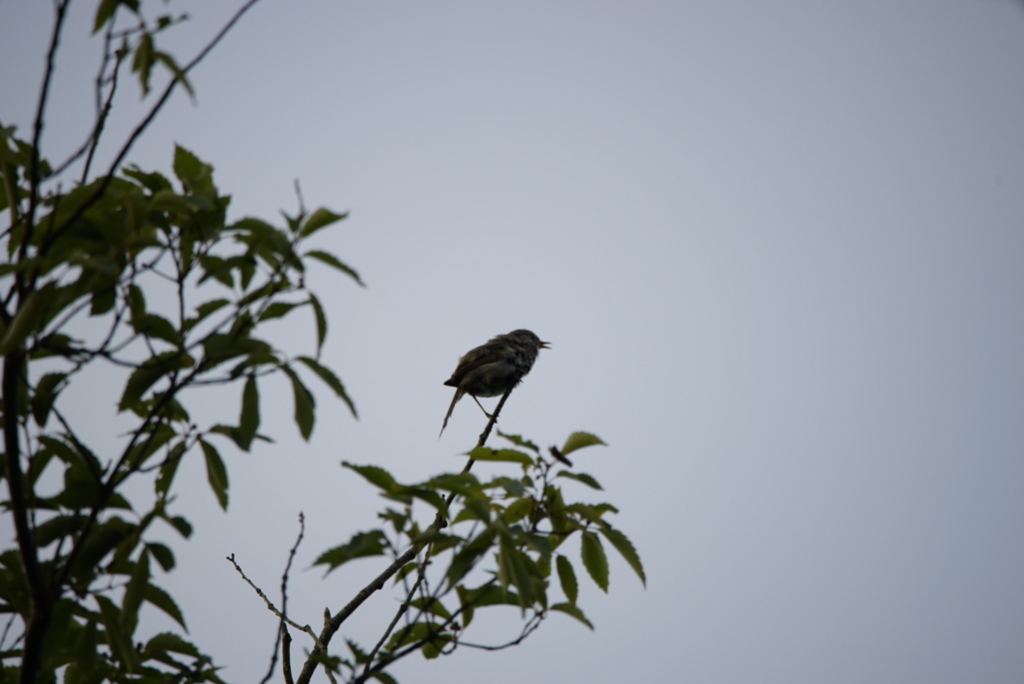 f:id:zo5ur53kle:20170708163916j:plain