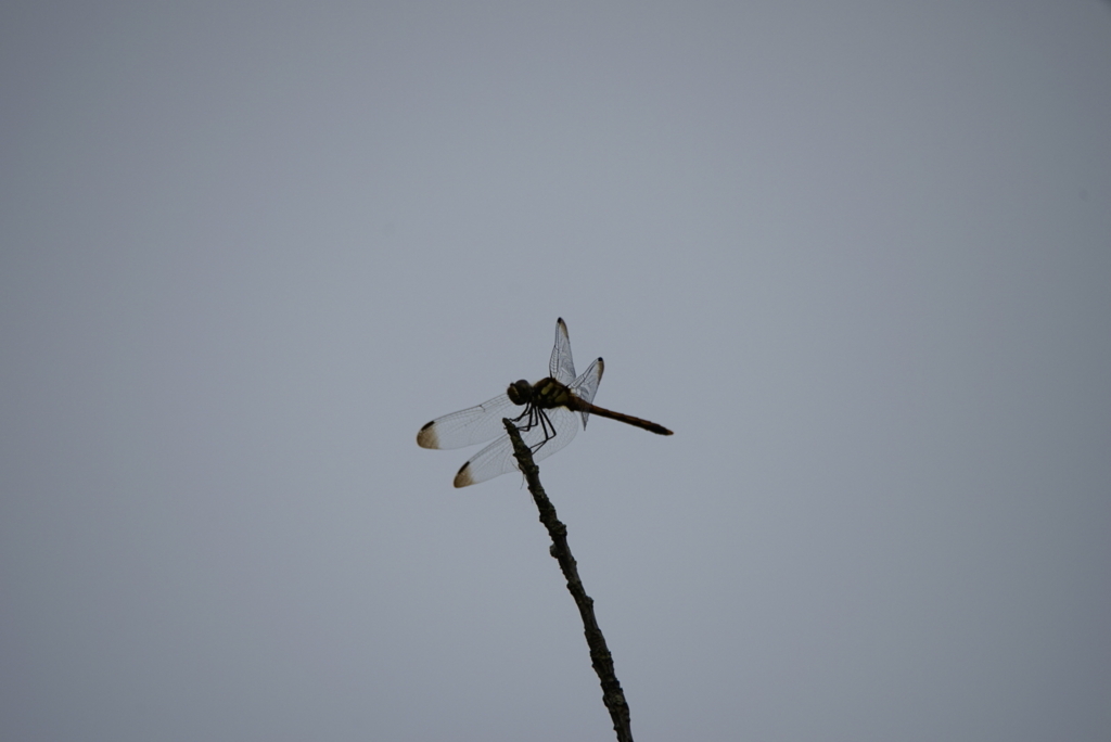 f:id:zo5ur53kle:20170708163942j:plain