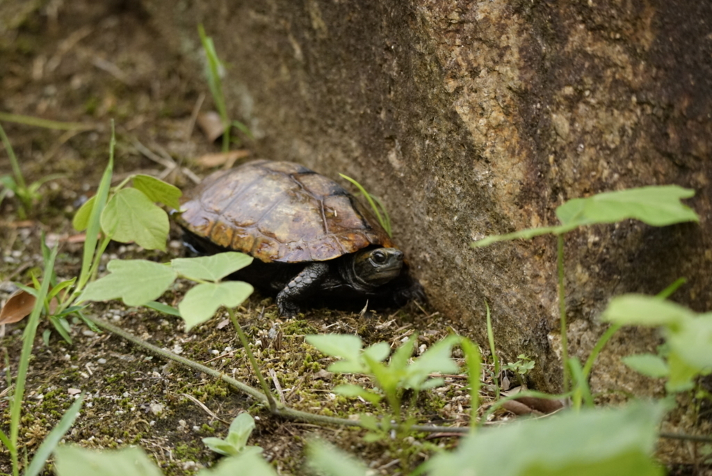 f:id:zo5ur53kle:20170708164003j:plain