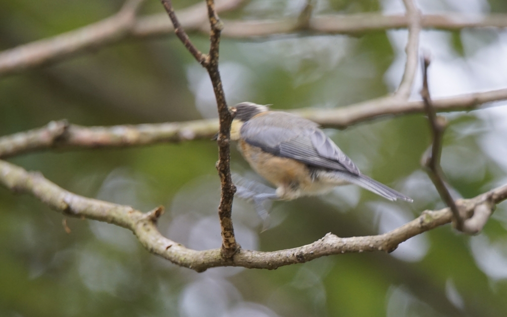 f:id:zo5ur53kle:20170708164514j:plain