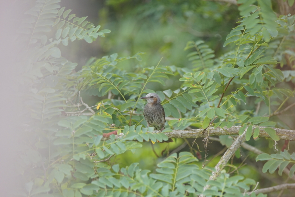 f:id:zo5ur53kle:20170708165052j:plain