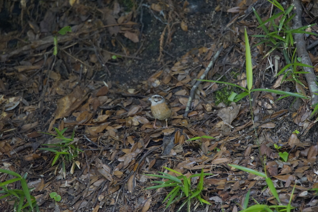 f:id:zo5ur53kle:20170708165242j:plain