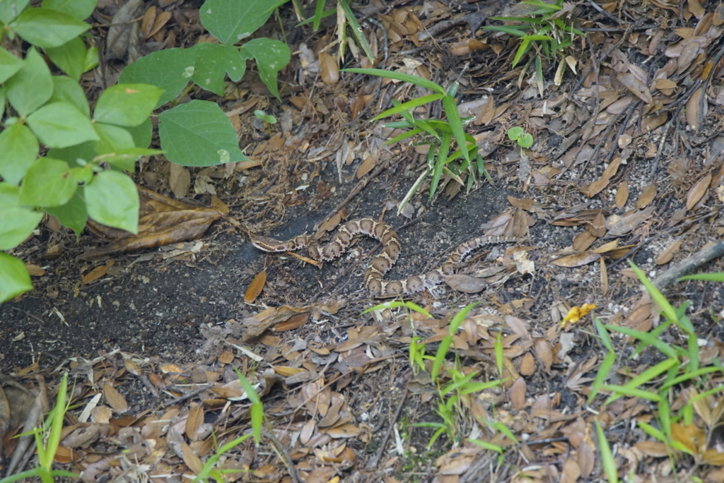 f:id:zo5ur53kle:20170708165545j:plain