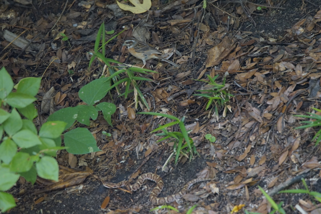 f:id:zo5ur53kle:20170708170104j:plain