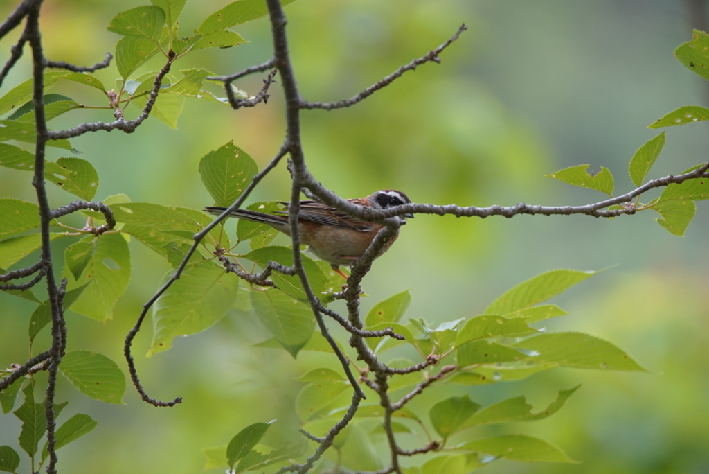 f:id:zo5ur53kle:20170708170602j:plain