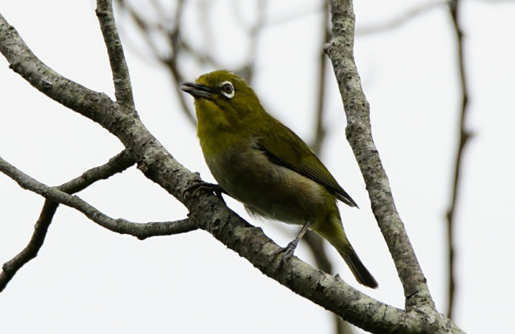 f:id:zo5ur53kle:20170708180323j:plain