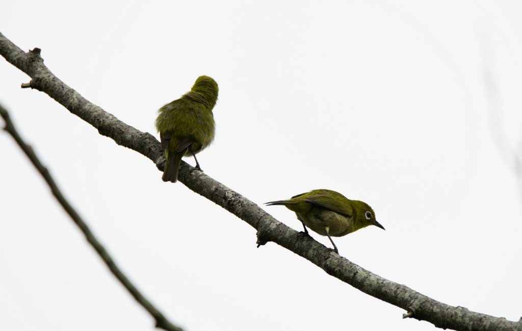 f:id:zo5ur53kle:20170708180654j:plain