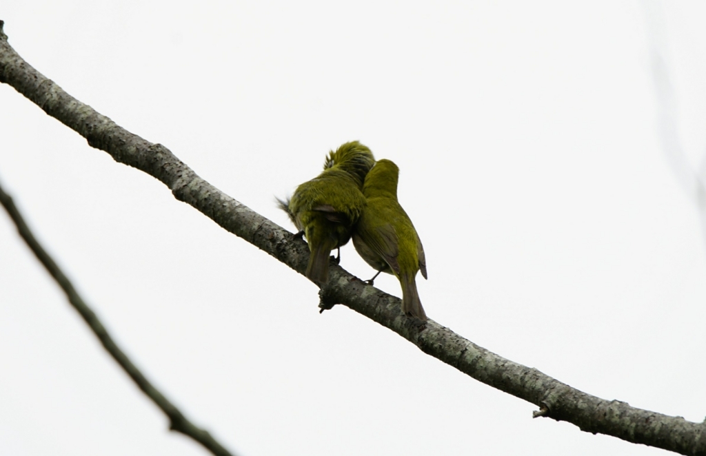 f:id:zo5ur53kle:20170708180723j:plain