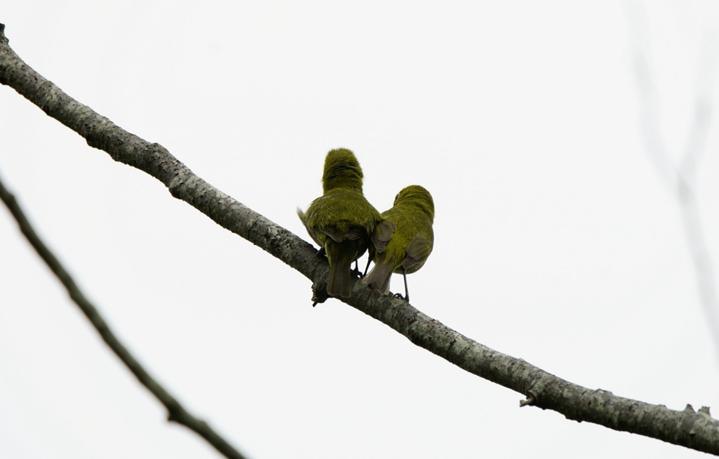 f:id:zo5ur53kle:20170708180756j:plain