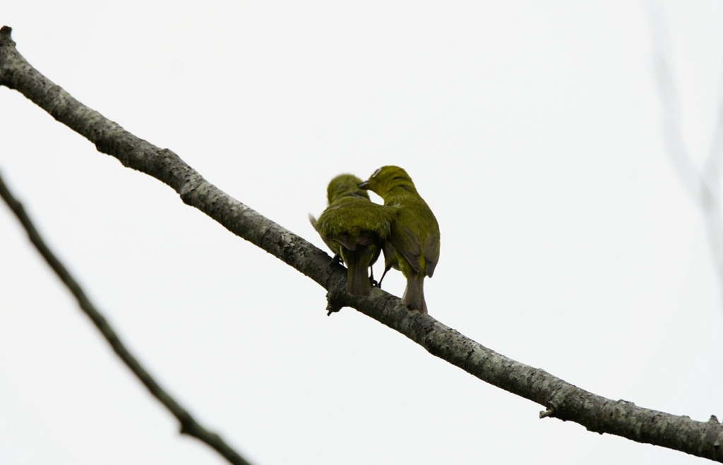 f:id:zo5ur53kle:20170708180820j:plain