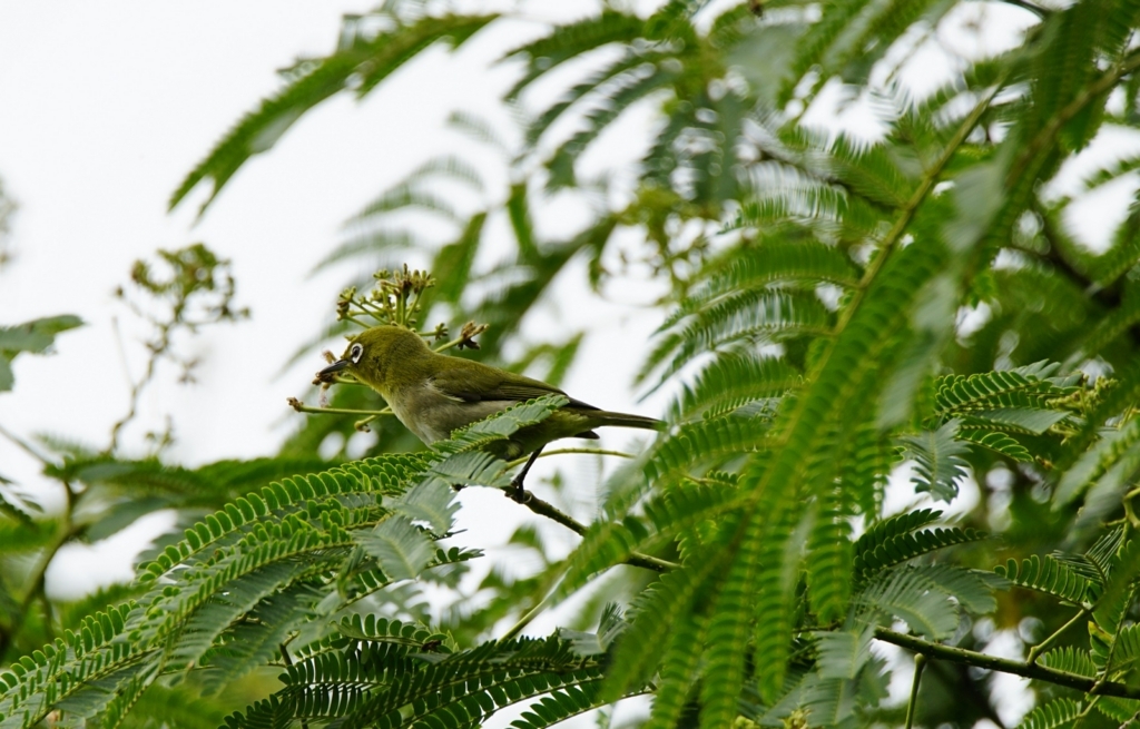 f:id:zo5ur53kle:20170708180927j:plain