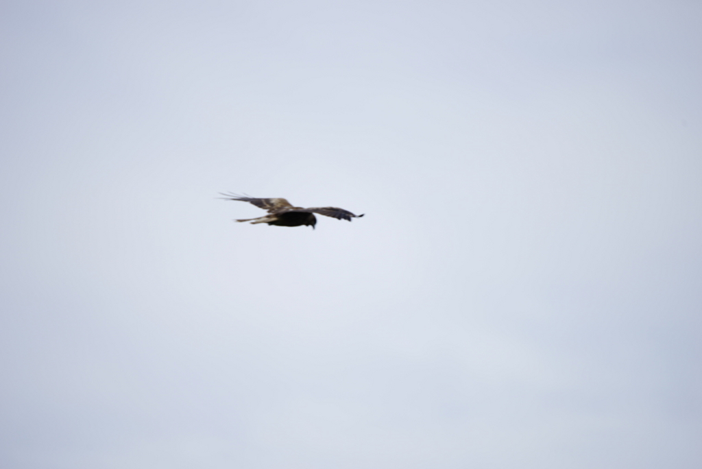 f:id:zo5ur53kle:20170708181132j:plain