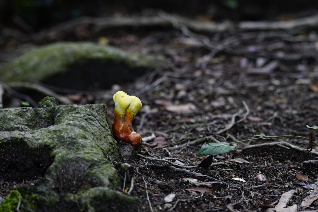 f:id:zo5ur53kle:20170708181851j:plain